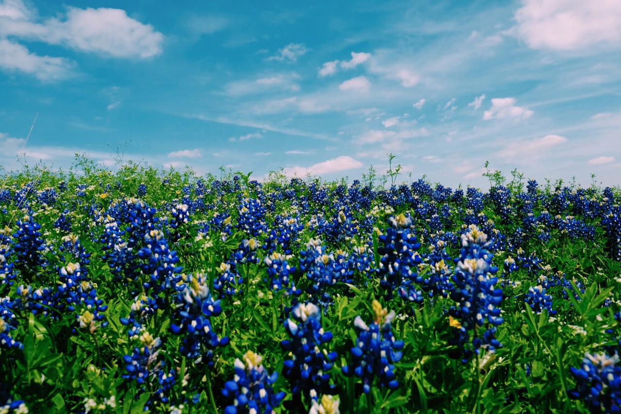 texasbluebonnet
