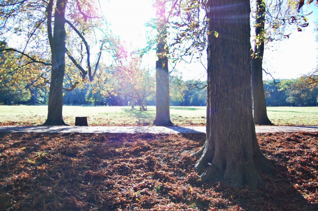 leaves_ludwigsburg