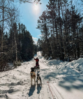 Dog Sledding in Ely, Minnesota