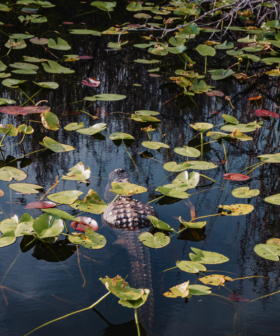 Perfect One Week Florida Itinerary: Central and South Florida